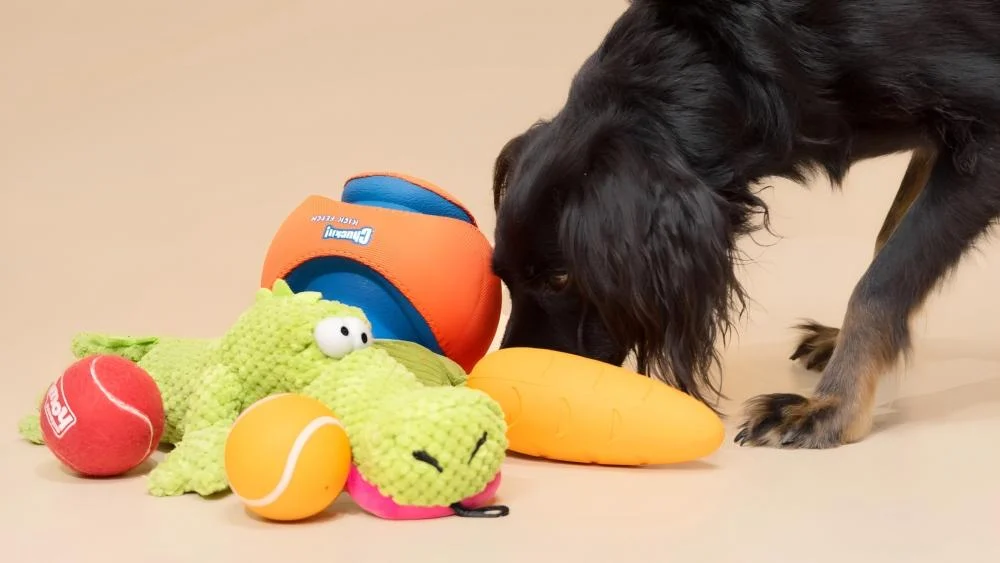 Dog Toy